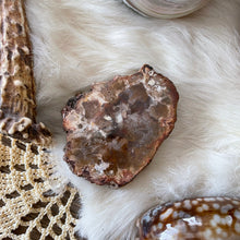 The Goddess’s Crystal: Petrified Wood (One Slice)