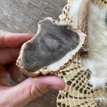 The Goddess’s Crystal: Petrified Wood (One Slice)