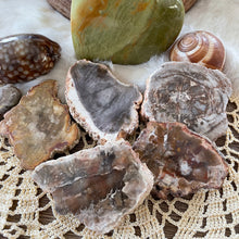 The Goddess’s Crystal: Petrified Wood (One Slice)