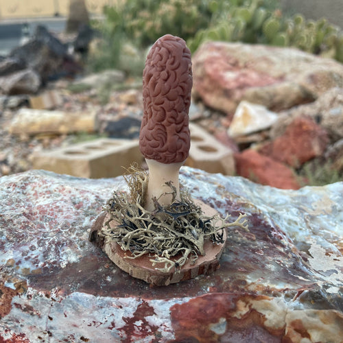 The Woodland Morel