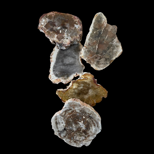 The Goddess’s Crystal: Petrified Wood (One Slice)
