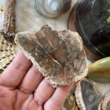 The Goddess’s Crystal: Petrified Wood (One Slice)