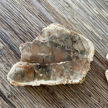 The Goddess’s Crystal: Petrified Wood (One Slice)