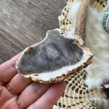 The Goddess’s Crystal: Petrified Wood (One Slice)