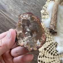 The Goddess’s Crystal: Petrified Wood (One Slice)