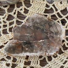 The Goddess’s Crystal: Petrified Wood (One Slice)