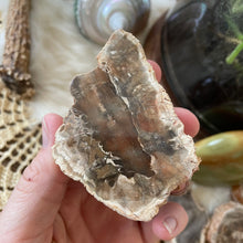 The Goddess’s Crystal: Petrified Wood (One Slice)