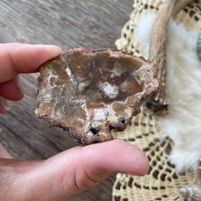 The Goddess’s Crystal: Petrified Wood (One Slice)