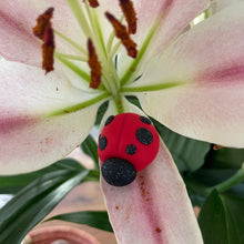 The Goddess’s Familiar: Lucky Lady Bug