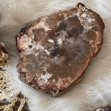 The Goddess’s Crystal: Petrified Wood (One Slice)