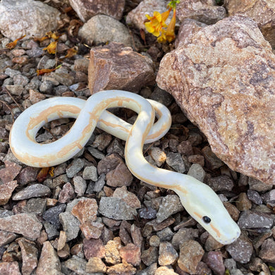 Banana Morph Series: Banana lesser pastel pinstripe spider ball Python